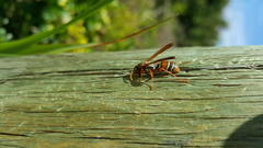 Polistes marginalis