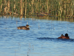 Heteronetta atricapilla