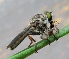 Ommatiini