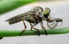 Ommatiini