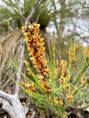 Sphaerolobium medium