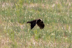 Circus aeruginosus aeruginosus