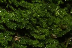 Zygodon minutus