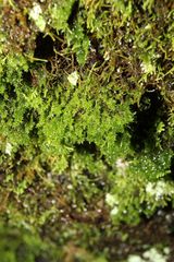 Zygodon minutus