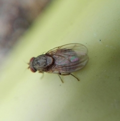 Diptera