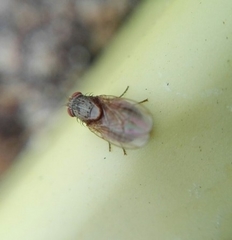 Diptera