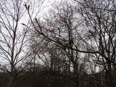 Magnoliopsida