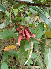 Macleania cordifolia