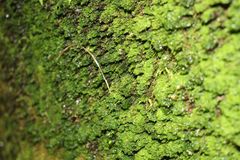 Zygodon minutus