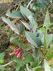 Macleania cordifolia