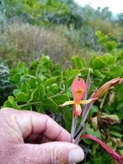 Gladiolus vandermerwei