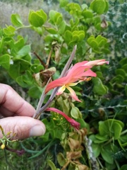 Gladiolus vandermerwei