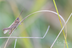 Chorthippus brunneus