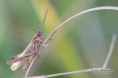 Chorthippus brunneus