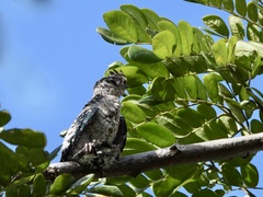 Hemiprocne longipennis