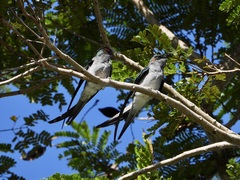 Hemiprocne longipennis