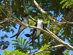 Hemiprocne longipennis