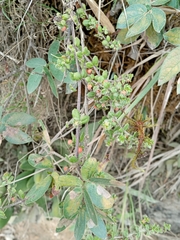 Galium canescens