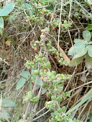 Galium canescens