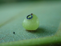 Caryomyia deflexipili