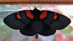 Egybolis vaillantina