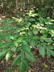 Amorphophallus hirtus