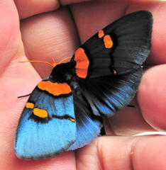 Egybolis vaillantina