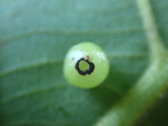 Caryomyia deflexipili