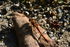 Sympetrum