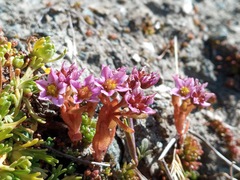 Sedum villosum