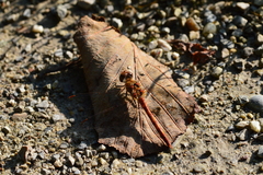 Sympetrum