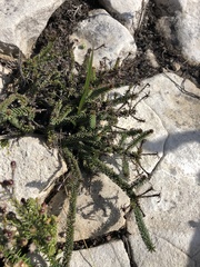 Senecio lycopodioides