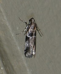 Quasisalebria admixta