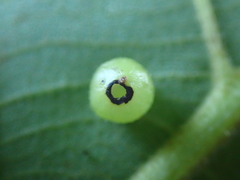 Caryomyia deflexipili