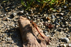Sympetrum