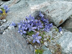 Campanula cenisia