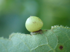 Caryomyia deflexipili