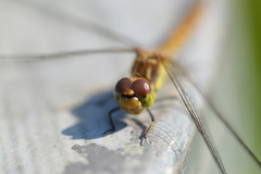 Sympetrum