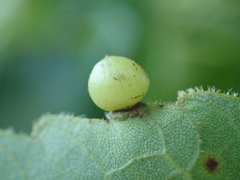 Caryomyia deflexipili