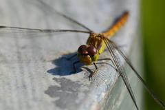 Sympetrum