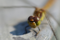Sympetrum