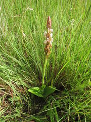 Satyrium cristatum