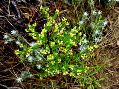 Crassula ericoides ericoides