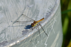 Sympetrum