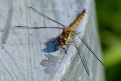 Sympetrum
