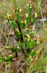 Crassula ericoides ericoides