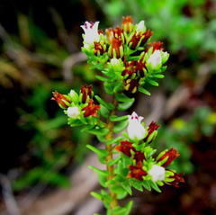 Crassula ericoides ericoides
