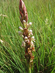 Satyrium cristatum