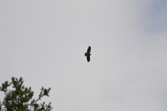 Buteo buteo