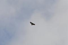 Buteo buteo